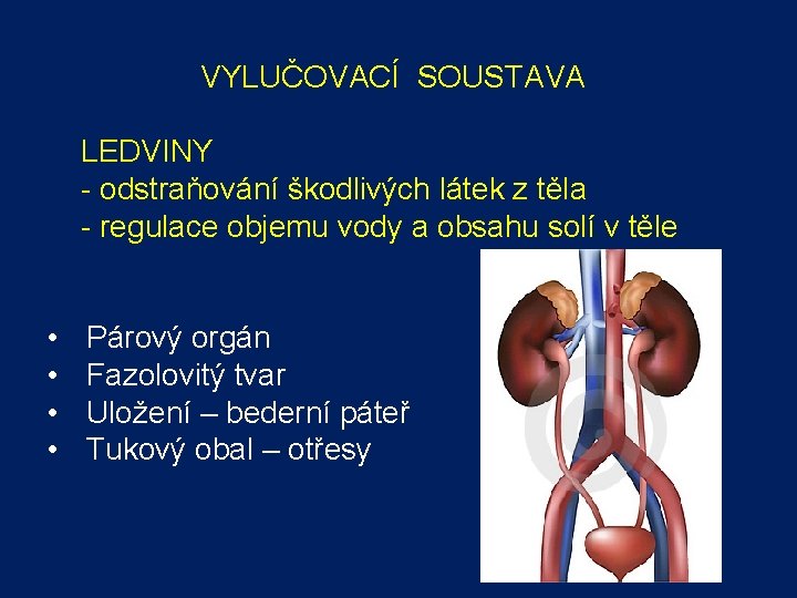 VYLUČOVACÍ SOUSTAVA LEDVINY - odstraňování škodlivých látek z těla - regulace objemu vody a VYLUČOVACÍ SOUSTAVA LEDVINY - odstraňování škodlivých látek z těla - regulace objemu vody a