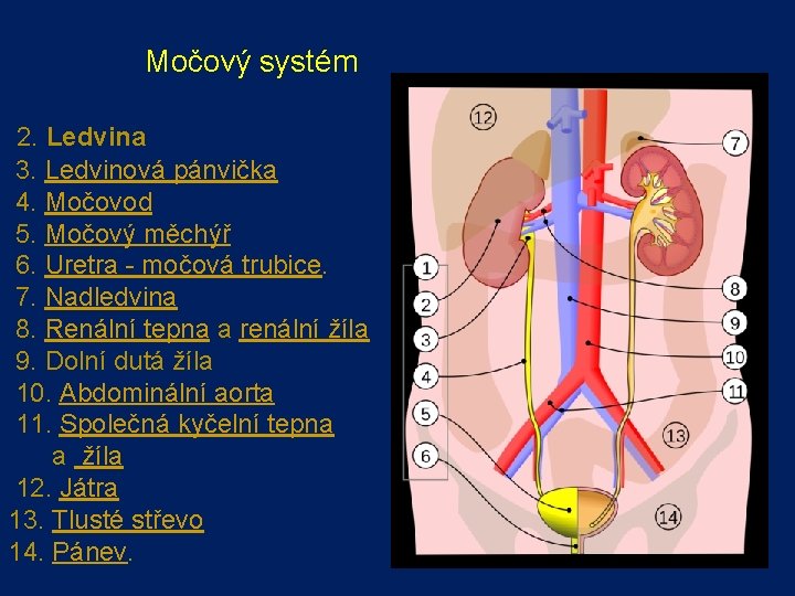 Močový systém 2. Ledvina 3. Ledvinová pánvička 4. Močovod 5. Močový měchýř 6. Uretra Močový systém 2. Ledvina 3. Ledvinová pánvička 4. Močovod 5. Močový měchýř 6. Uretra