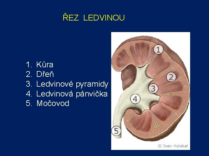 ŘEZ LEDVINOU 1. 2. 3. 4. 5. Kůra Dřeň Ledvinové pyramidy Ledvinová pánvička Močovod ŘEZ LEDVINOU 1. 2. 3. 4. 5. Kůra Dřeň Ledvinové pyramidy Ledvinová pánvička Močovod