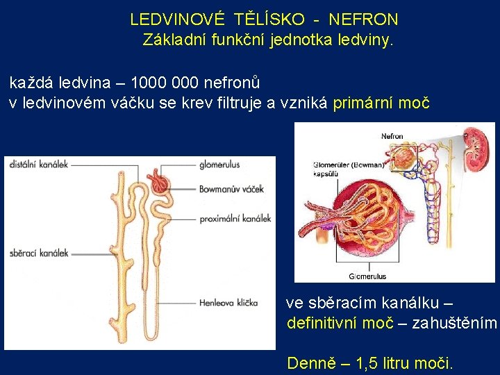 LEDVINOVÉ TĚLÍSKO - NEFRON Základní funkční jednotka ledviny. každá ledvina – 1000 nefronů v