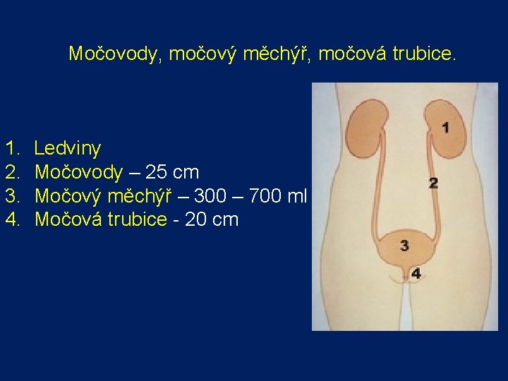 Močovody, močový měchýř, močová trubice. 1. 2. 3. 4. Ledviny Močovody – 25 cm