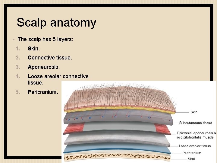 Scalp anatomy • The scalp has 5 layers: 1. Skin. 2. Connective tissue. 3.