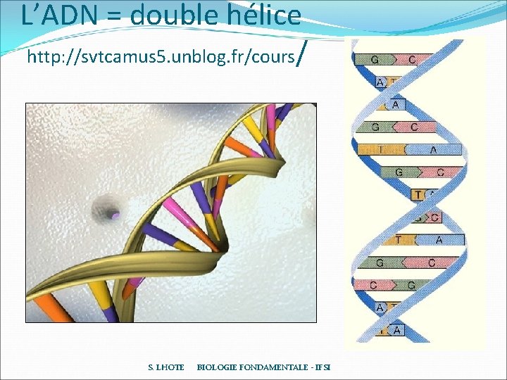 L’ADN = double hélice http: //svtcamus 5. unblog. fr/cours/ S. LHOTE BIOLOGIE FONDAMENTALE - L’ADN = double hélice http: //svtcamus 5. unblog. fr/cours/ S. LHOTE BIOLOGIE FONDAMENTALE -