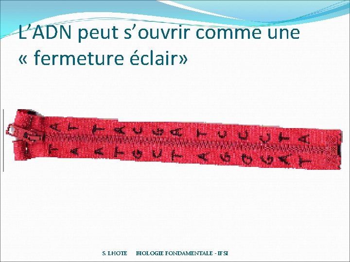 L’ADN peut s’ouvrir comme une « fermeture éclair» S. LHOTE BIOLOGIE FONDAMENTALE - IFSI L’ADN peut s’ouvrir comme une « fermeture éclair» S. LHOTE BIOLOGIE FONDAMENTALE - IFSI