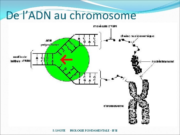 De l’ADN au chromosome S. LHOTE BIOLOGIE FONDAMENTALE - IFSI De l’ADN au chromosome S. LHOTE BIOLOGIE FONDAMENTALE - IFSI