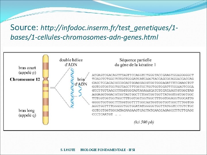 Source: http: //infodoc. inserm. fr/test_genetiques/1 bases/1 -cellules-chromosomes-adn-genes. html S. LHOTE BIOLOGIE FONDAMENTALE - IFSI Source: http: //infodoc. inserm. fr/test_genetiques/1 bases/1 -cellules-chromosomes-adn-genes. html S. LHOTE BIOLOGIE FONDAMENTALE - IFSI