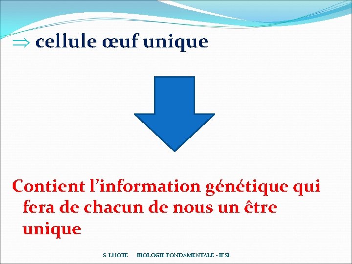 Þ cellule œuf unique Contient l’information génétique qui fera de chacun de nous un Þ cellule œuf unique Contient l’information génétique qui fera de chacun de nous un