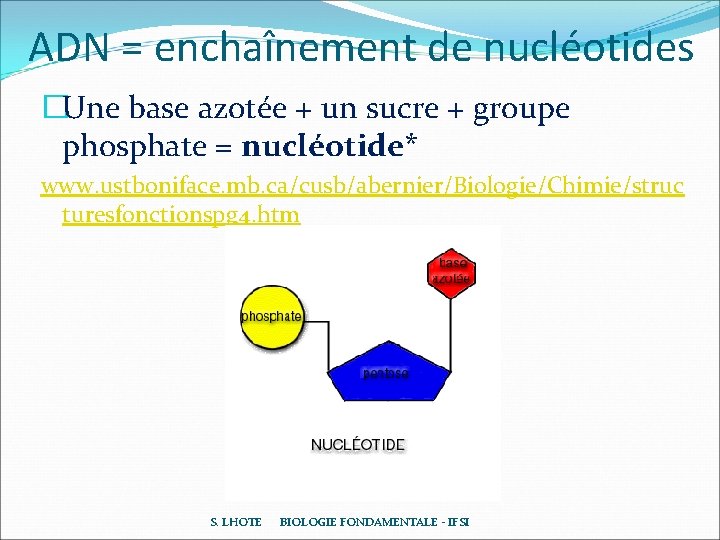 ADN = enchaînement de nucléotides �Une base azotée + un sucre + groupe phosphate ADN = enchaînement de nucléotides �Une base azotée + un sucre + groupe phosphate