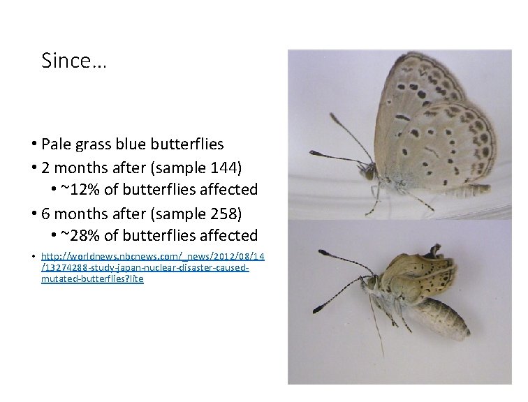 Since… • Pale grass blue butterflies • 2 months after (sample 144) • ~12%