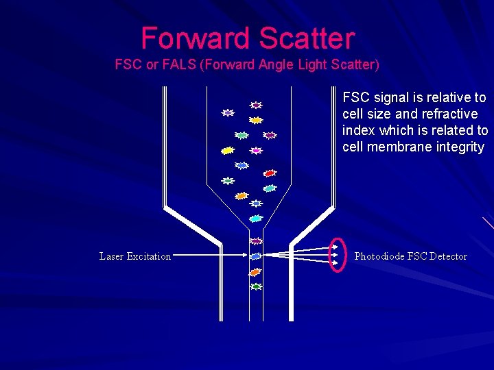 Forward Scatter FSC or FALS (Forward Angle Light Scatter) FSC signal is relative to