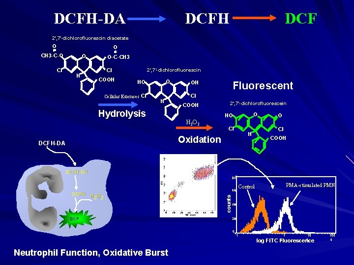 DCFH-DA DCFH DCF 2’, 7’-dichlorofluorescin diacetate O O CH 3 -C-O O Cl H