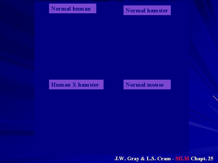 Normal human Normal hamster Human X hamster Normal mouse J. W. Gray & L.