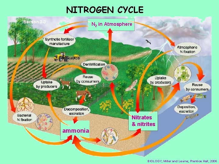 NITROGEN CYCLE Section 3 -3 N 2 in Atmosphere Nitrates & nitrites ammonia BIOLOGY;