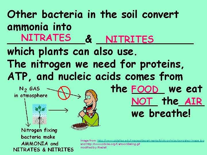 Other bacteria in the soil convert ammonia into NITRATES NITRITES ______& ________ which plants