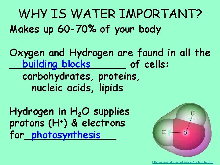 WHY IS WATER IMPORTANT? Makes up 60 -70% of your body Oxygen and Hydrogen