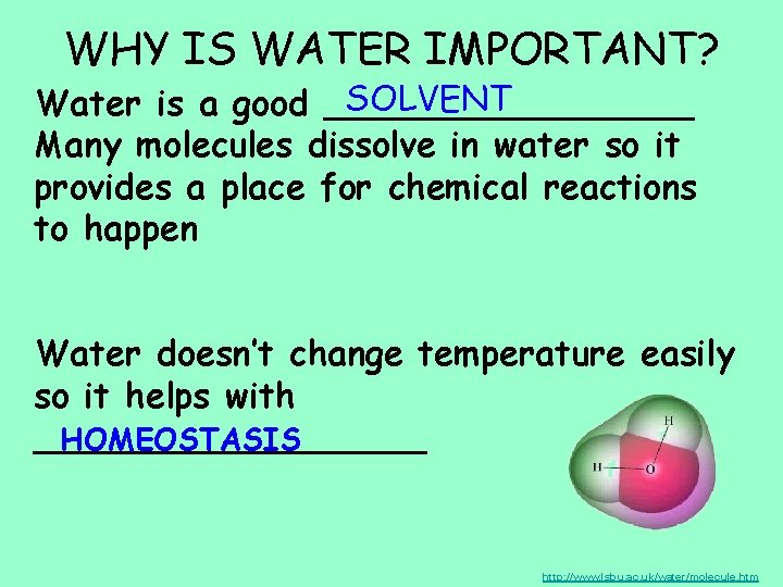 WHY IS WATER IMPORTANT? SOLVENT Water is a good _________ Many molecules dissolve in