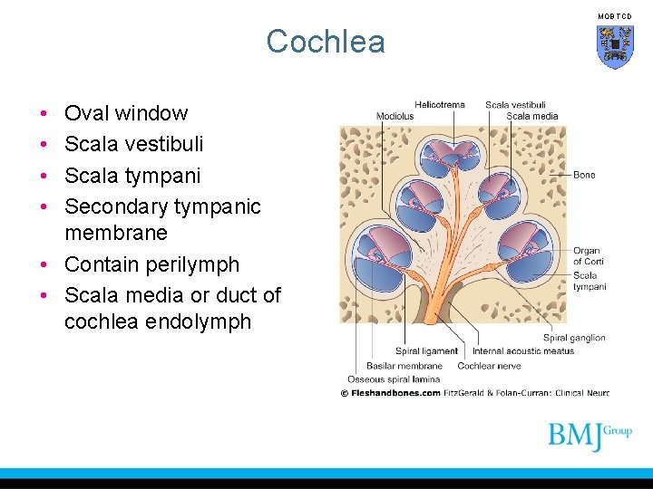 MOB TCD Cochlea • • Oval window Scala vestibuli Scala tympani Secondary tympanic membrane