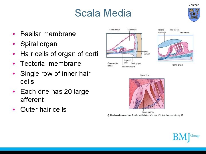 MOB TCD Scala Media • • • Basilar membrane Spiral organ Hair cells of