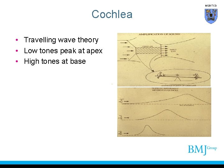 MOB TCD Cochlea • Travelling wave theory • Low tones peak at apex •
