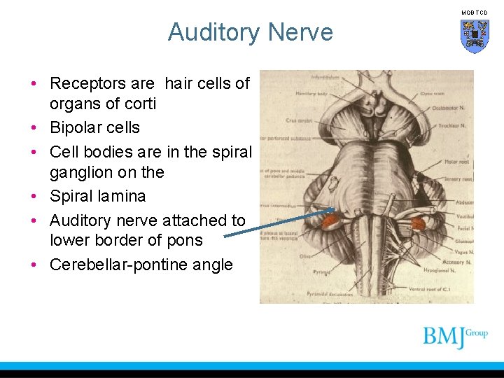 MOB TCD Auditory Nerve • Receptors are hair cells of organs of corti •