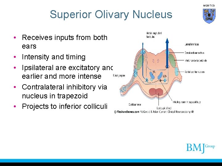 MOB TCD Superior Olivary Nucleus • Receives inputs from both ears • Intensity and