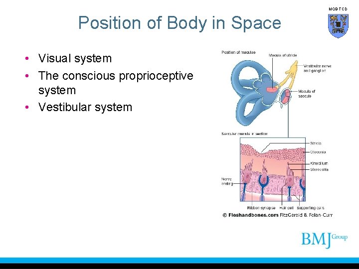MOB TCD Position of Body in Space • Visual system • The conscious proprioceptive