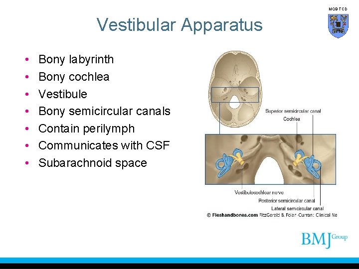 MOB TCD Vestibular Apparatus • • Bony labyrinth Bony cochlea Vestibule Bony semicircular canals