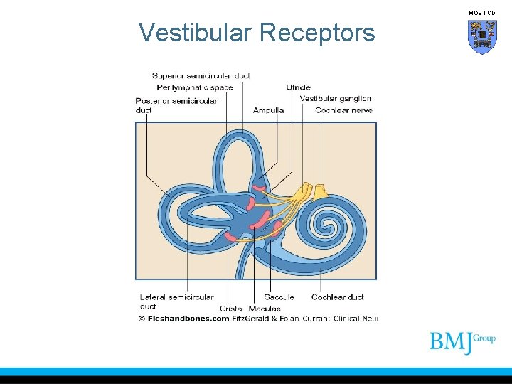 MOB TCD Vestibular Receptors 