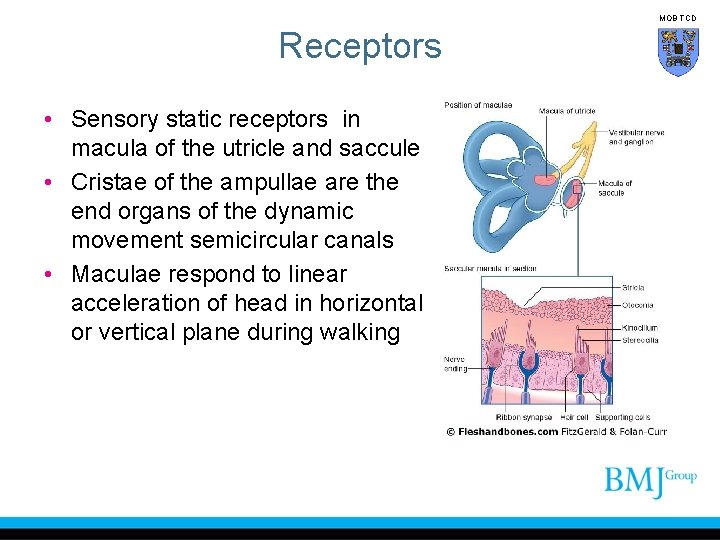 MOB TCD Receptors • Sensory static receptors in macula of the utricle and saccule