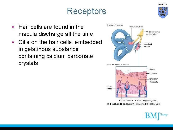 MOB TCD Receptors • Hair cells are found in the macula discharge all the