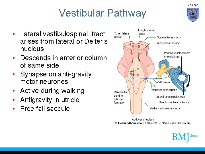 MOB TCD Vestibular Pathway • Lateral vestibulospinal tract arises from lateral or Deiter’s nucleus