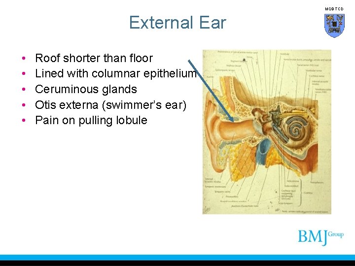 MOB TCD External Ear • • • Roof shorter than floor Lined with columnar