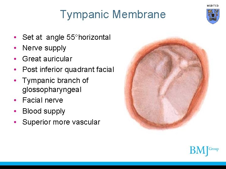 MOB TCD Tympanic Membrane • • • Set at angle 55°horizontal Nerve supply Great