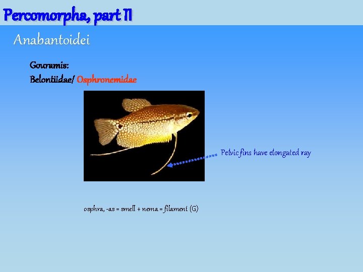 Percomorpha, part II Anabantoidei Gouramis: Belontiidae/ Osphronemidae Pelvic fins have elongated ray osphra, -as Percomorpha, part II Anabantoidei Gouramis: Belontiidae/ Osphronemidae Pelvic fins have elongated ray osphra, -as