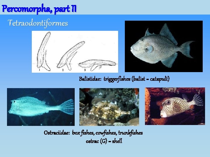 Percomorpha, part II Tetraodontiformes Balistidae: triggerfishes (balist = catapult) Ostraciidae: box fishes, cowfishes, trunkfishes Percomorpha, part II Tetraodontiformes Balistidae: triggerfishes (balist = catapult) Ostraciidae: box fishes, cowfishes, trunkfishes