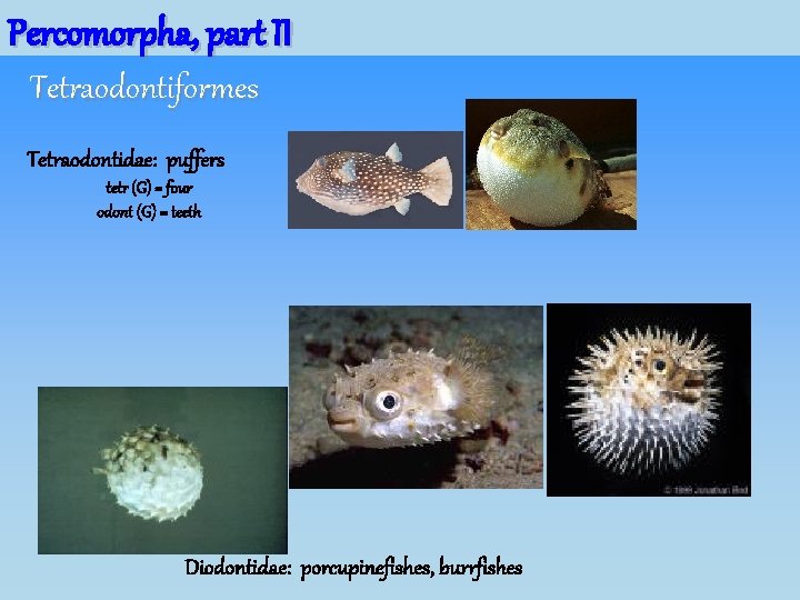 Percomorpha, part II Tetraodontiformes Tetraodontidae: puffers tetr (G) = four odont (G) = teeth Percomorpha, part II Tetraodontiformes Tetraodontidae: puffers tetr (G) = four odont (G) = teeth