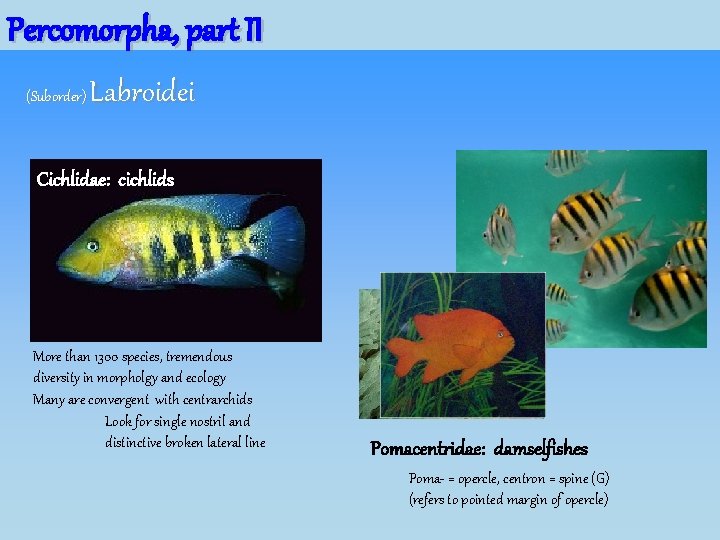 Percomorpha, part II (Suborder) Labroidei Cichlidae: cichlids More than 1300 species, tremendous diversity in Percomorpha, part II (Suborder) Labroidei Cichlidae: cichlids More than 1300 species, tremendous diversity in