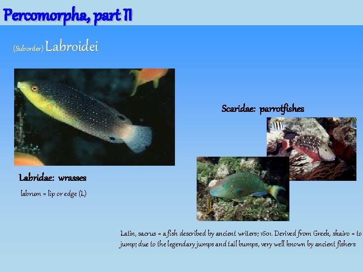 Percomorpha, part II (Suborder) Labroidei Scaridae: parrotfishes Labridae: wrasses labrum = lip or edge Percomorpha, part II (Suborder) Labroidei Scaridae: parrotfishes Labridae: wrasses labrum = lip or edge