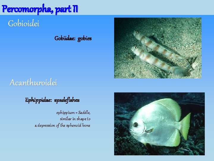 Percomorpha, part II Gobioidei Gobiidae: gobies Acanthuroidei Ephippidae: spadefishes ephippium = Saddle, similar in Percomorpha, part II Gobioidei Gobiidae: gobies Acanthuroidei Ephippidae: spadefishes ephippium = Saddle, similar in
