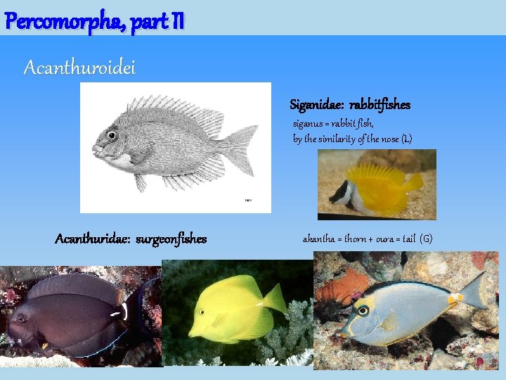 Percomorpha, part II Acanthuroidei Siganidae: rabbitfishes siganus = rabbit fish, by the similarity of Percomorpha, part II Acanthuroidei Siganidae: rabbitfishes siganus = rabbit fish, by the similarity of