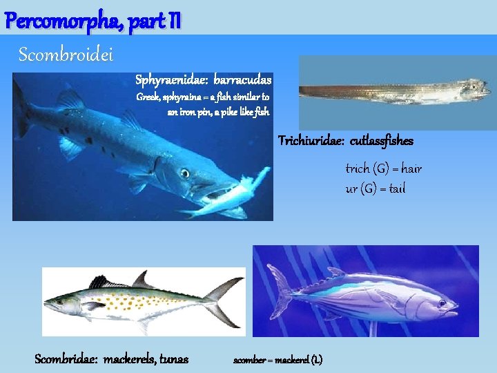 Percomorpha, part II Scombroidei Sphyraenidae: barracudas Greek, sphyraina = a fish similar to an Percomorpha, part II Scombroidei Sphyraenidae: barracudas Greek, sphyraina = a fish similar to an
