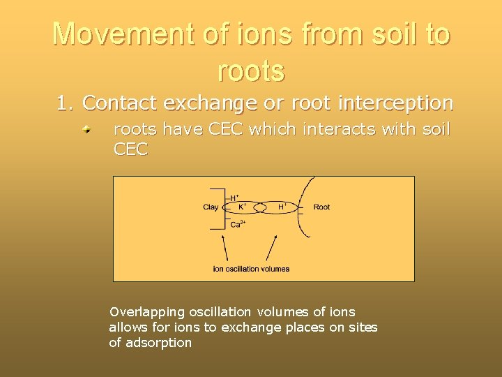 Movement of ions from soil to roots 1. Contact exchange or root interception roots Movement of ions from soil to roots 1. Contact exchange or root interception roots