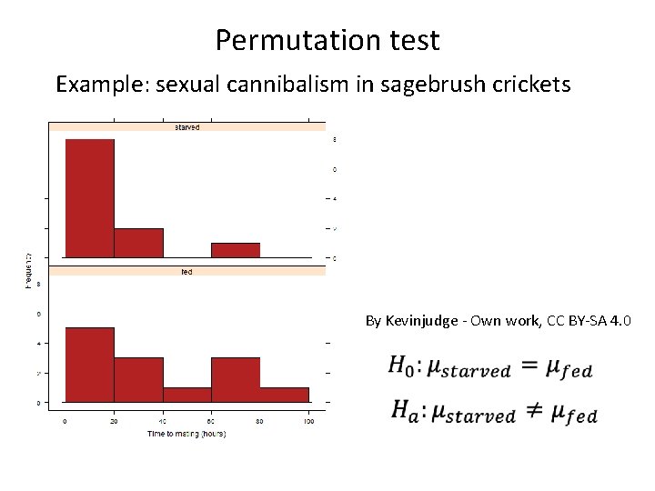 Permutation test Example: sexual cannibalism in sagebrush crickets By Kevinjudge - Own work, CC