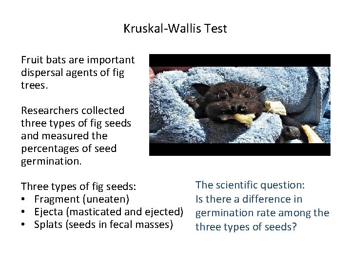 Kruskal-Wallis Test Fruit bats are important dispersal agents of fig trees. Researchers collected three