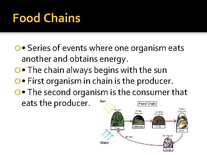 Food Chains • Series of events where one organism eats another and obtains energy.