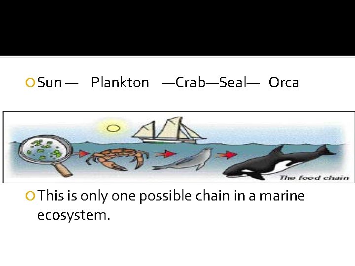  Sun — Plankton —Crab—Seal— Orca This is only one possible chain in a