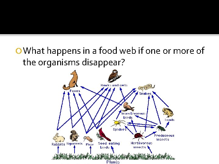  What happens in a food web if one or more of the organisms