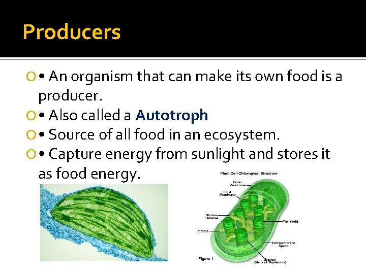 Producers • An organism that can make its own food is a producer. •