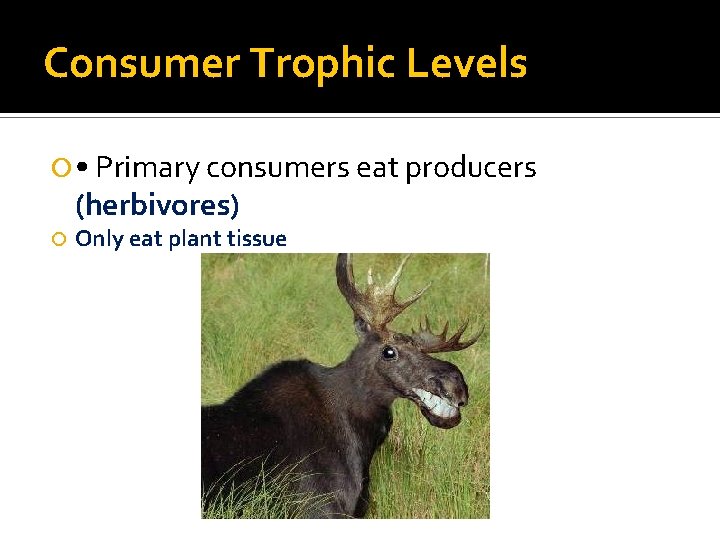 Consumer Trophic Levels • Primary consumers eat producers (herbivores) Only eat plant tissue 