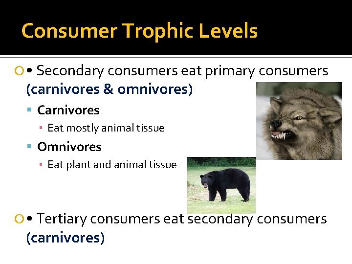 Consumer Trophic Levels • Secondary consumers eat primary consumers (carnivores & omnivores) Carnivores ▪